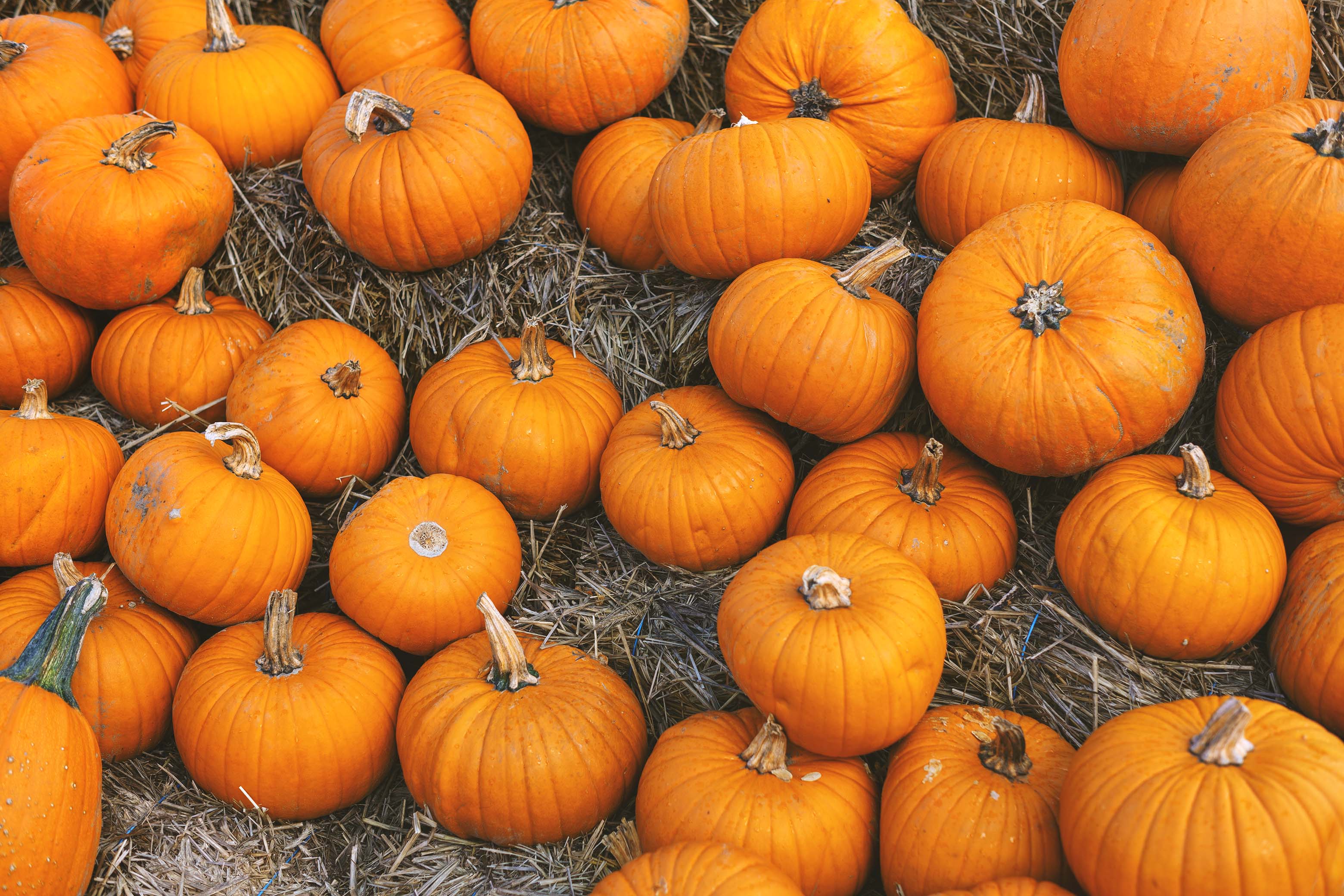 Numerous orange pumpkins are scattered across the entire picture.